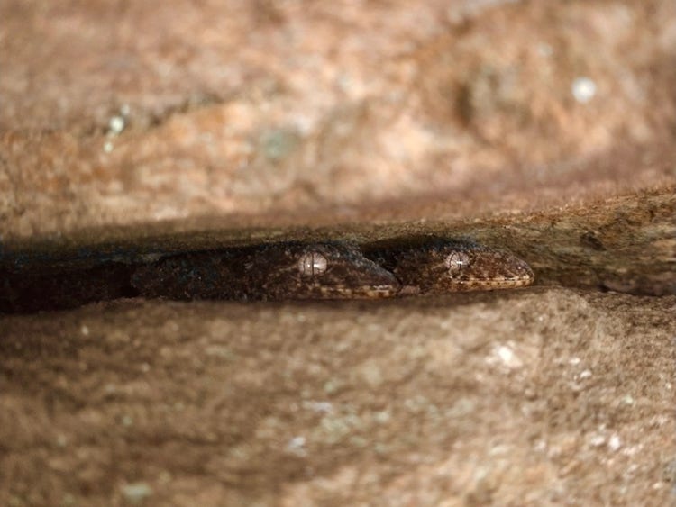 Two southern leaf-tailed geckos hiding in a rock crevice with just their heads showing
