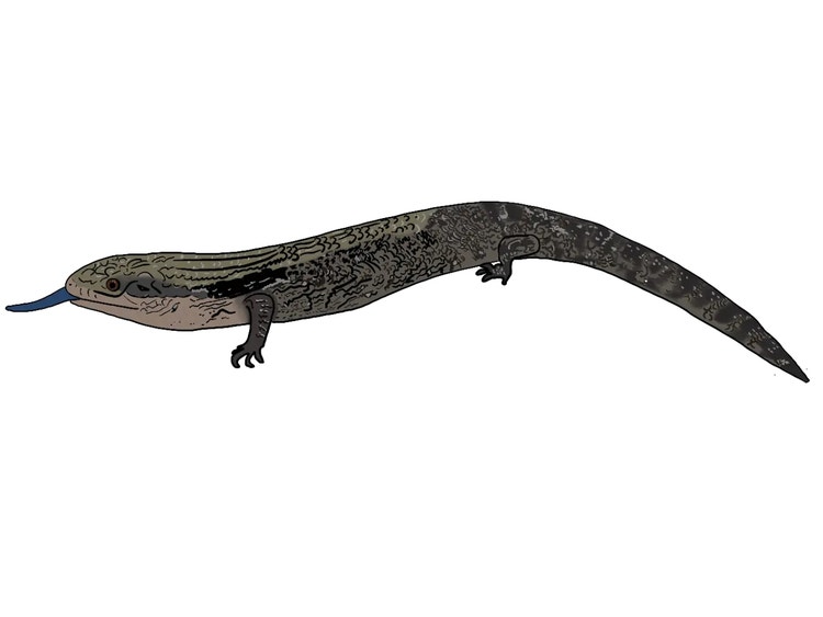 Eastern blue-tongued lizard with a mottled grey-brown body and short legs resting on the ground.