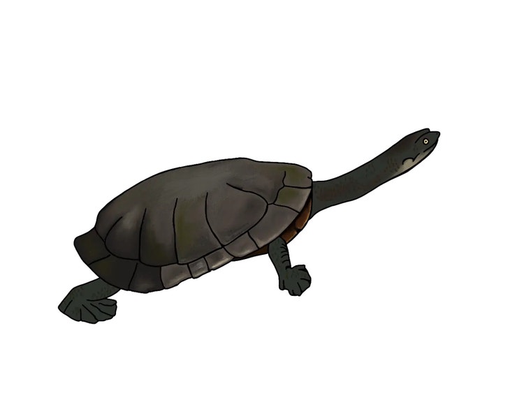 Eastern snake-necked turtle with a hard oval shell and long neck resting on the ground