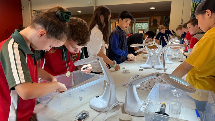 High potential students examining live invertebrates such as stick insects, burrowing cockroaches and beetle larvae using magnifying devices with an entomologis