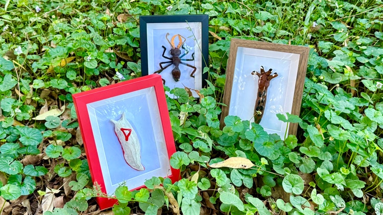 Student constructing an anatomically correct invertebrate model and mounting it in a box frame to take home