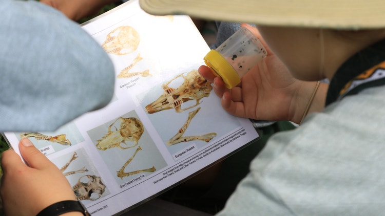 Students examining animal remains and discussing possible predator and prey combinations as they prepare to investigate an environmental mystery