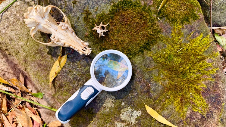 An animal skull on a rock being explored with an magnifying glass.