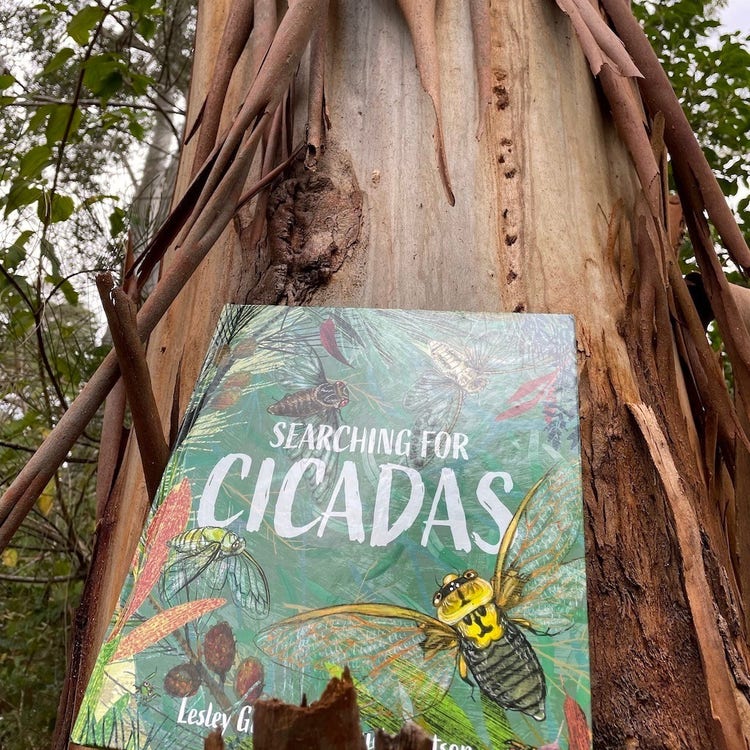 Cover of the book Searching for Cicadas