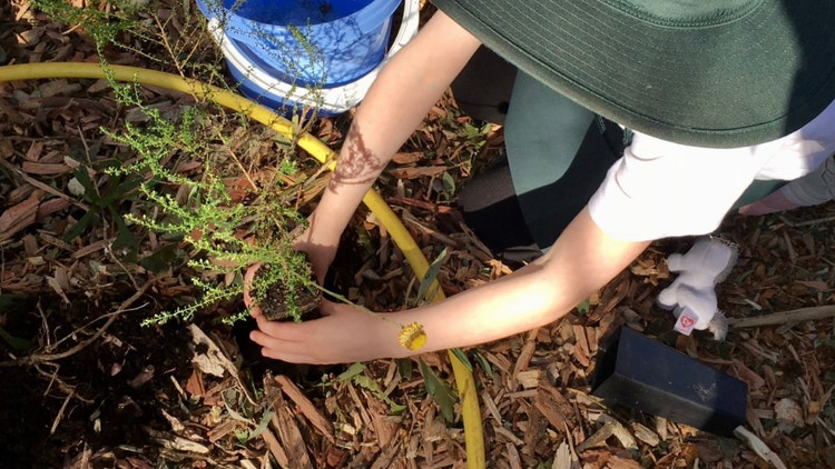 A student planting a young shrub in the soil
