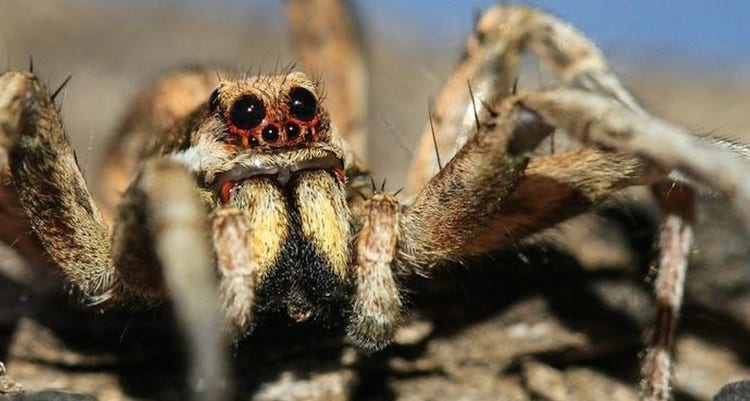 close up of a wolf spider face and legs