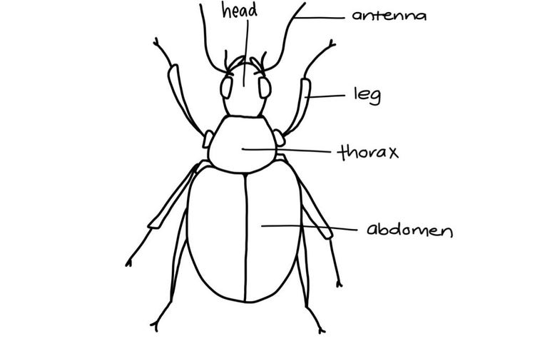 Insect drawing