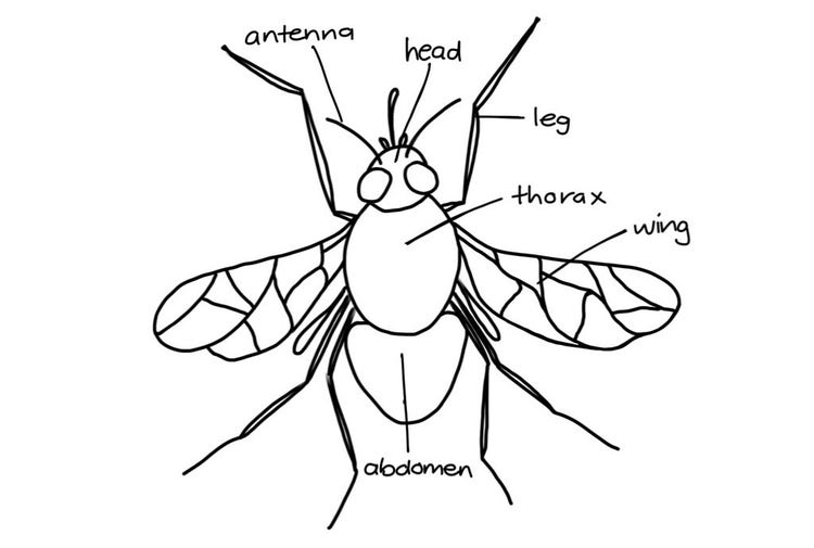 Insect drawing