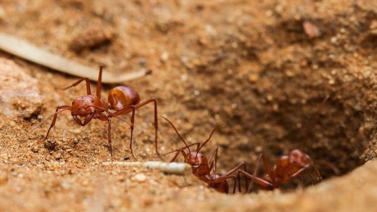 Ants coming out of a nest hole in the soil