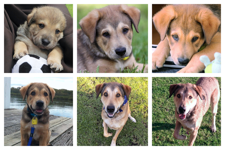 A dog changing from a puppy to an adult.