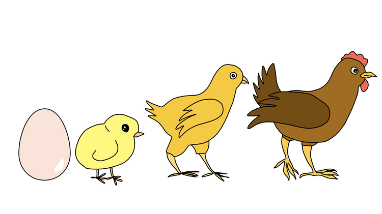 Chicken life cycle