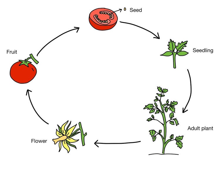 Life stages of plants