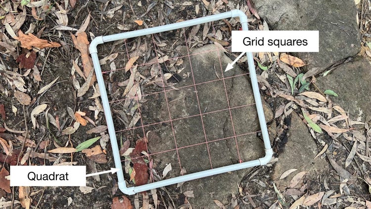 Quadrat lying on the ground labeled with grid squares in it
